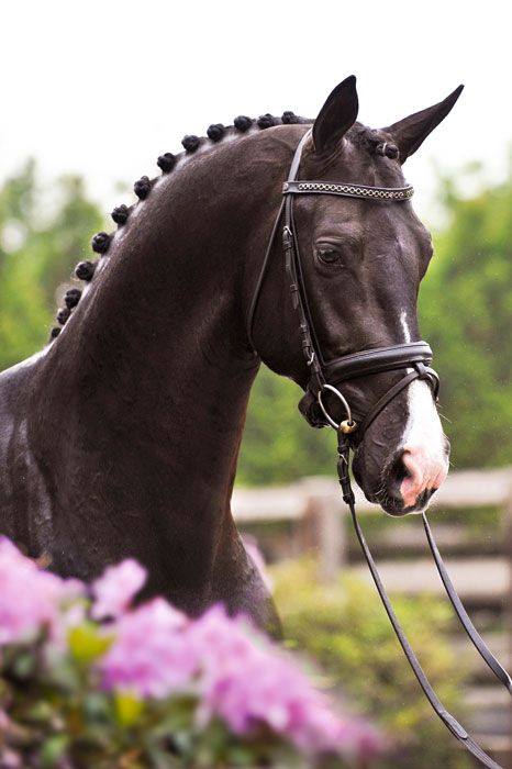 Everdale - Dutch Warmblood Stallion